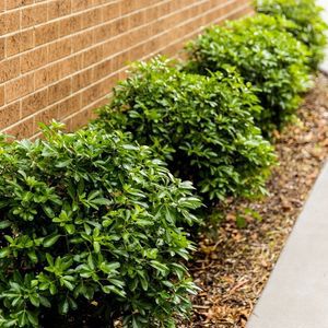 Gardening Tips for Rental Properties preview image